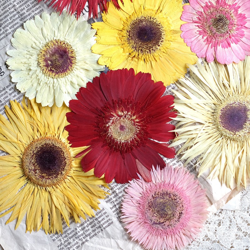1pcs/7-9cm,Pressed Gerbera Dri - огляд і ціна Resin Art Sticker